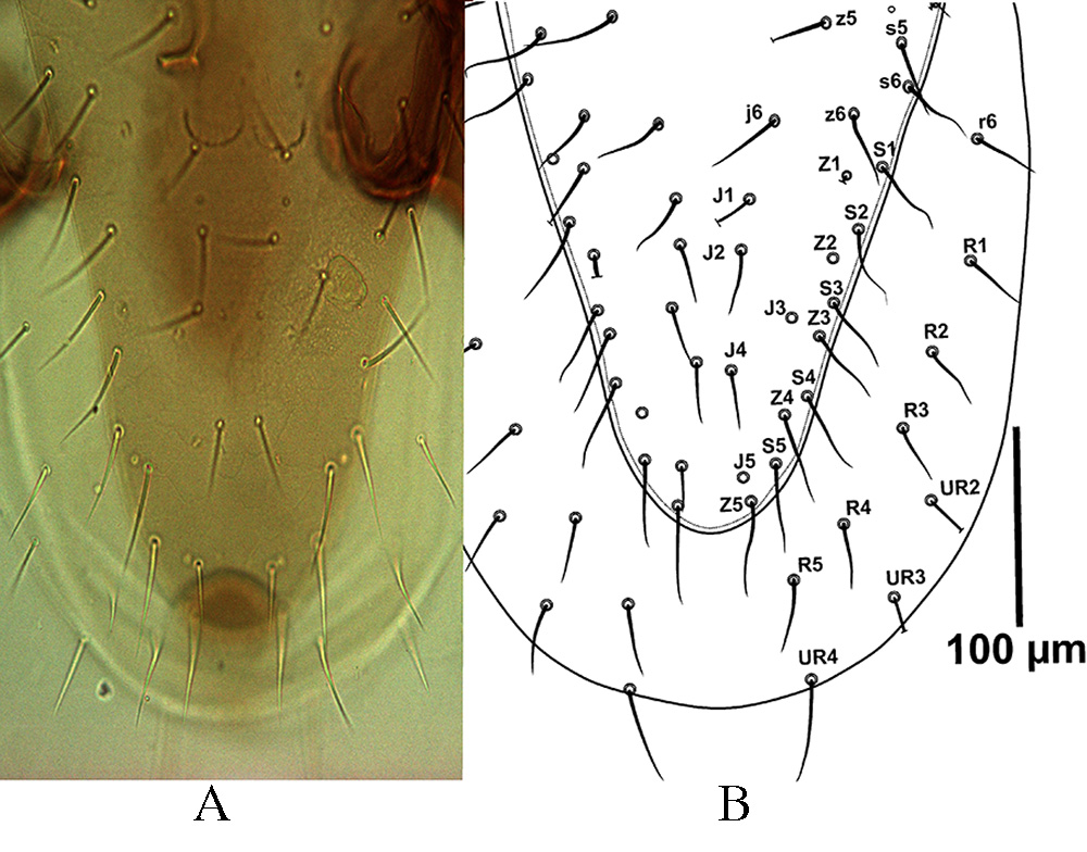 New data to the knowledge of Gaeolaelaps mites (Acari