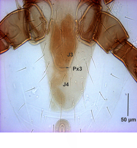 New data to the knowledge of Gaeolaelaps mites (Acari