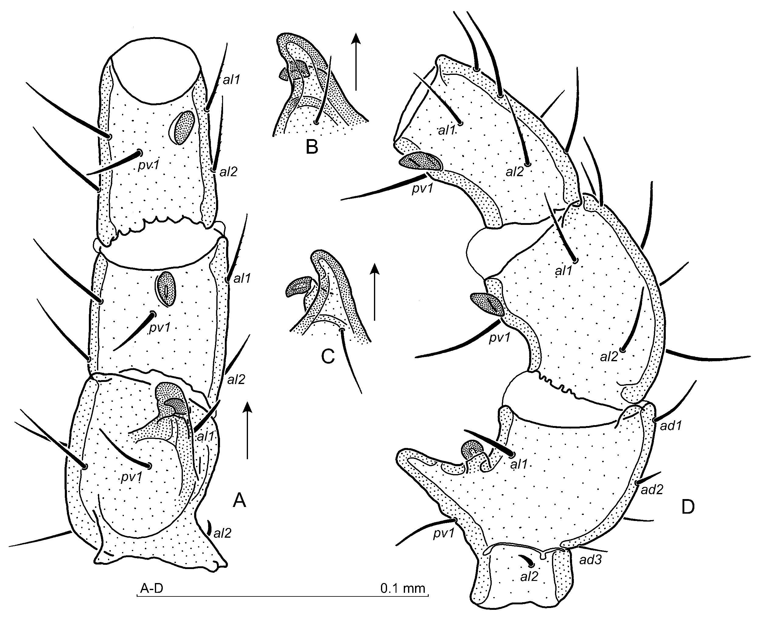 New Leptogamasus mite species (Parasitiformes: Parasitidae) from Europe ...