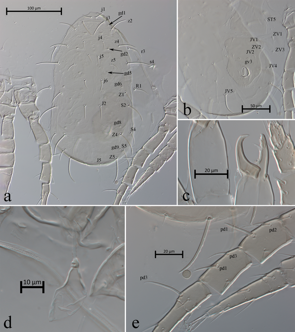 Phyton - Acari predatori anti acari parassiti - 1000 Pz.