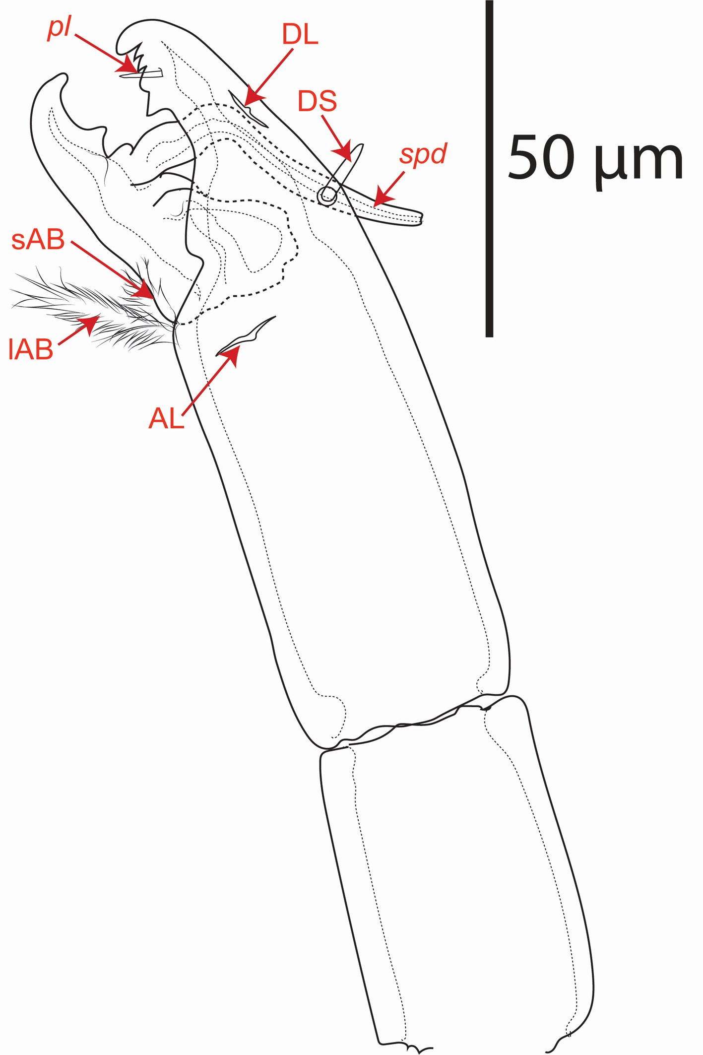 Using morphological and molecular tools for the description of a new ...